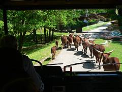 safari01_th.jpg, 10kB